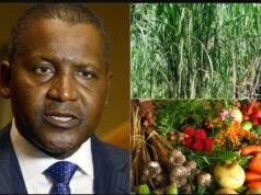 Dangote Deepens Agricultural Renewal, Backs 2025 National Agric Show