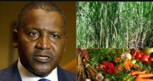 Dangote Deepens Agricultural Renewal, Backs 2025 National Agric Show