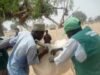 150,000 Cattle Vaccinated in Jigawa 1st Batch CBPP Control Exercise