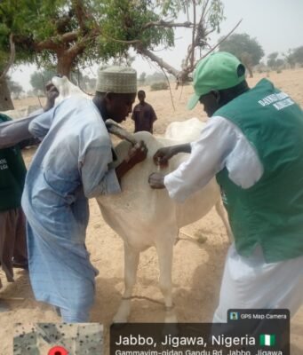 150,000 Cattle Vaccinated in Jigawa 1st Batch CBPP Control Exercise