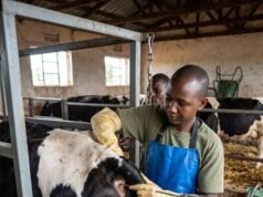 Jigawa Goes Global, Commits ₦7bn to Adopt UK, India Breeds for Livestock and Dairy Revolution