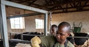 Jigawa Goes Global, Commits ₦7bn to Adopt UK, India Breeds for Livestock and Dairy Revolution